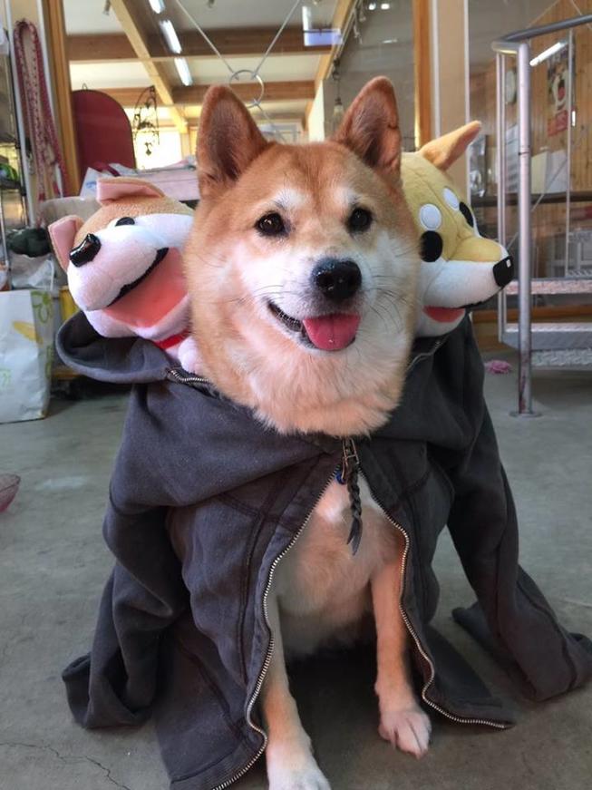 Cerberus