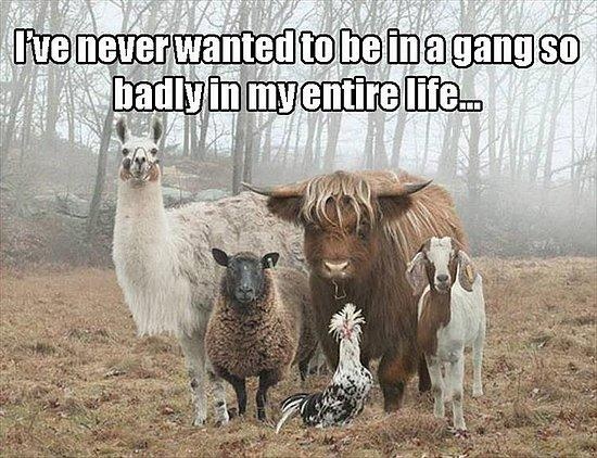 Coolandthegang
