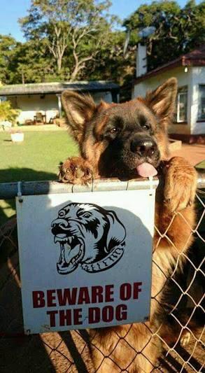Dog