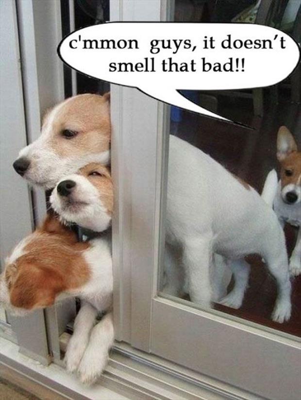 DogSmell