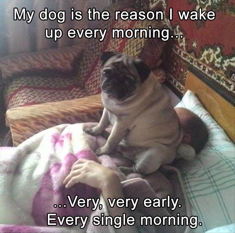 DogWakeUp