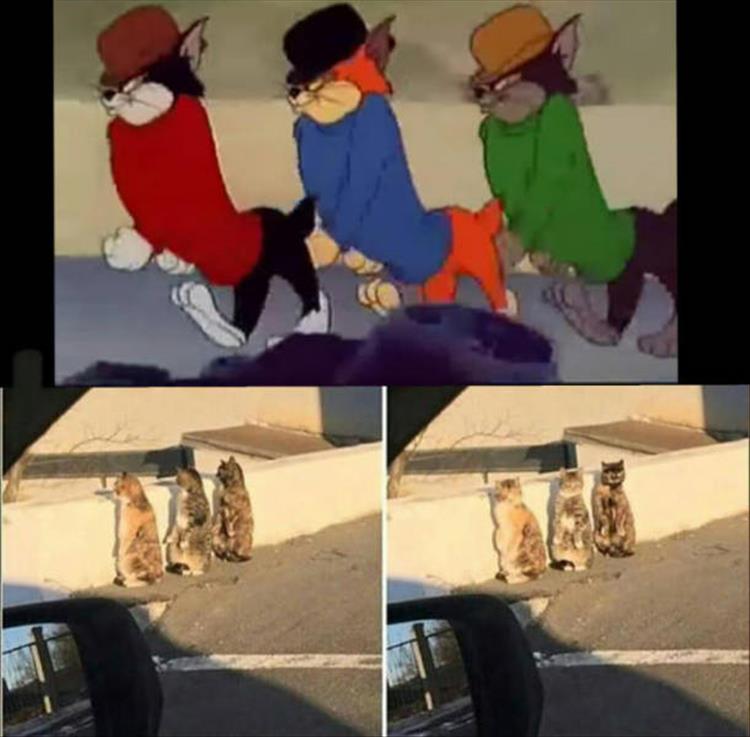 DreiKatzen