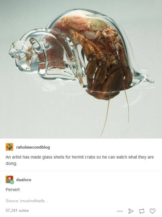 Eeinsiedlerkrebs
