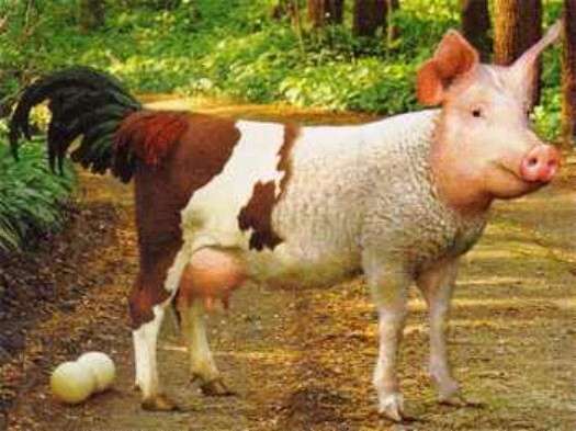 Eierlegende Wollmilchsau