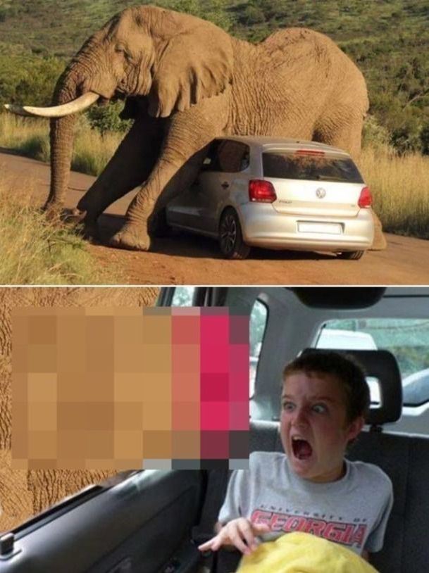 Elephant