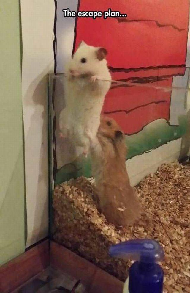 Escape