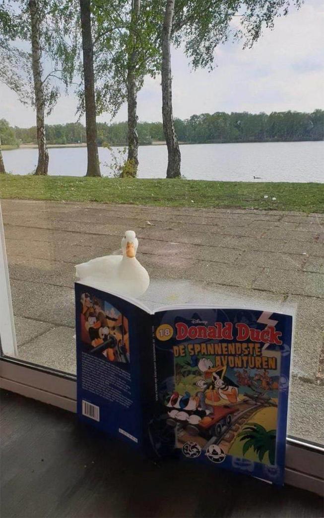 FehltnurnocheinMatrosenanug