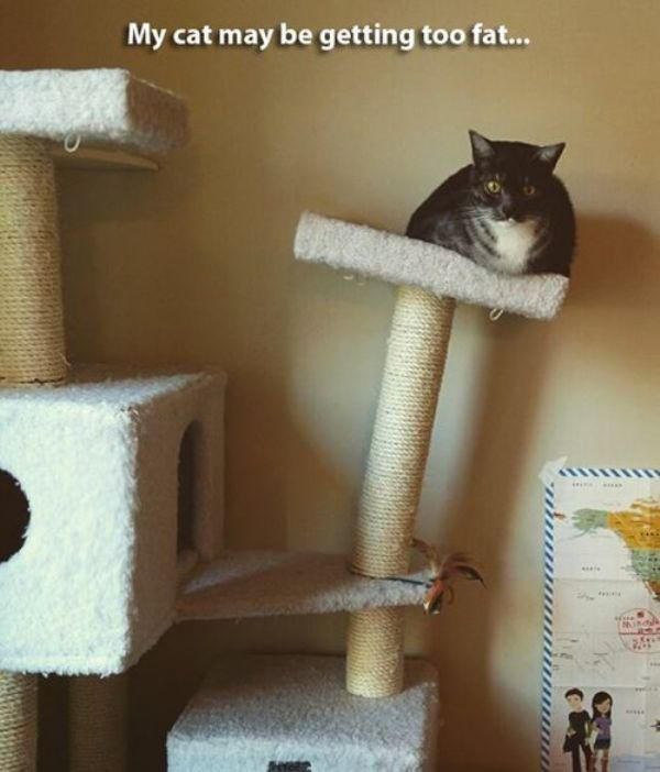 FetteKatze