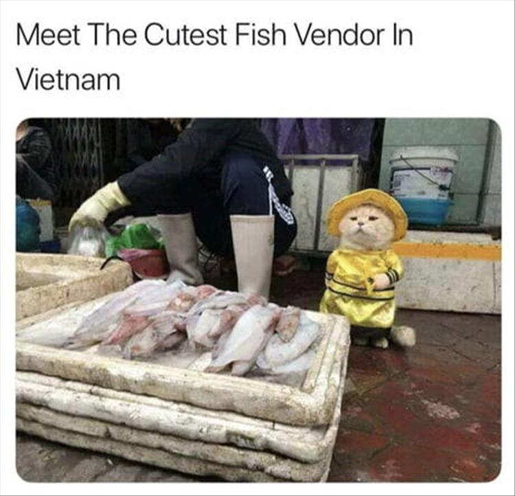 FishVendor