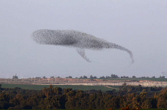 Flugwal