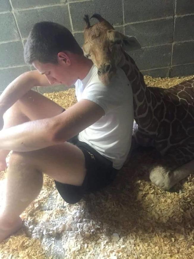 Giraffe02