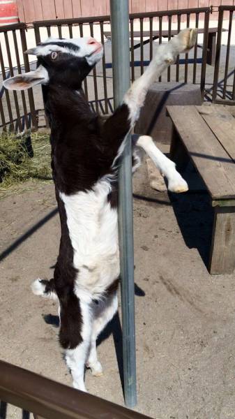 Goatdance