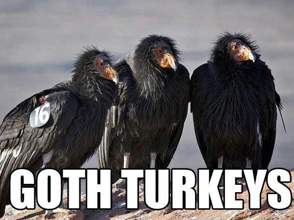 Gothturkeys