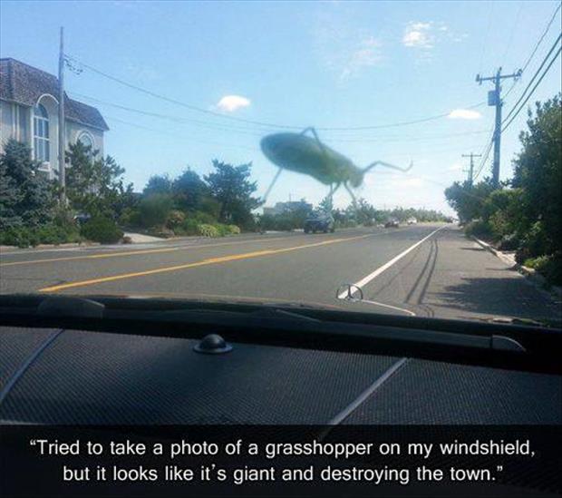 GrassHuepfer