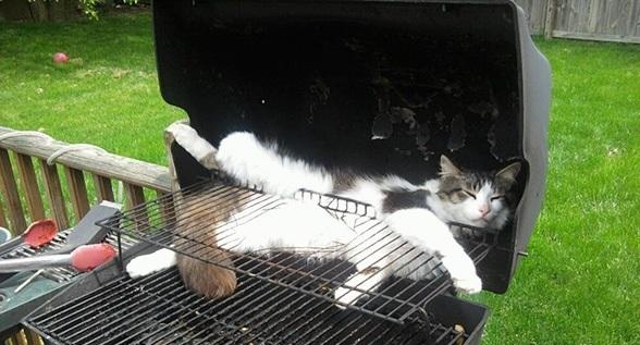 Grillkatze