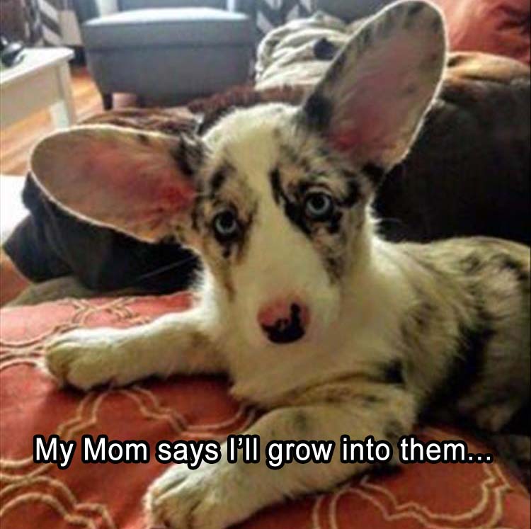 GrowInto