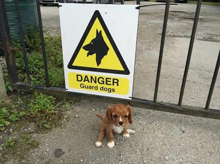 GuardDog