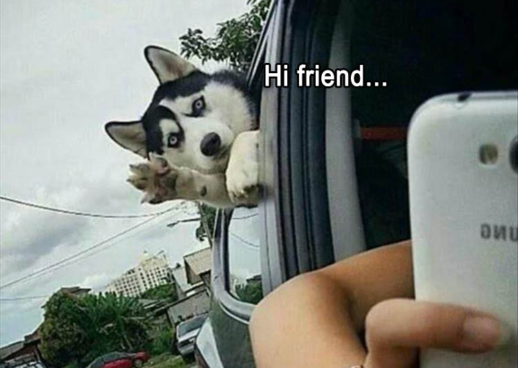 HiFriend