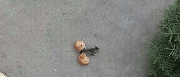 Hihi