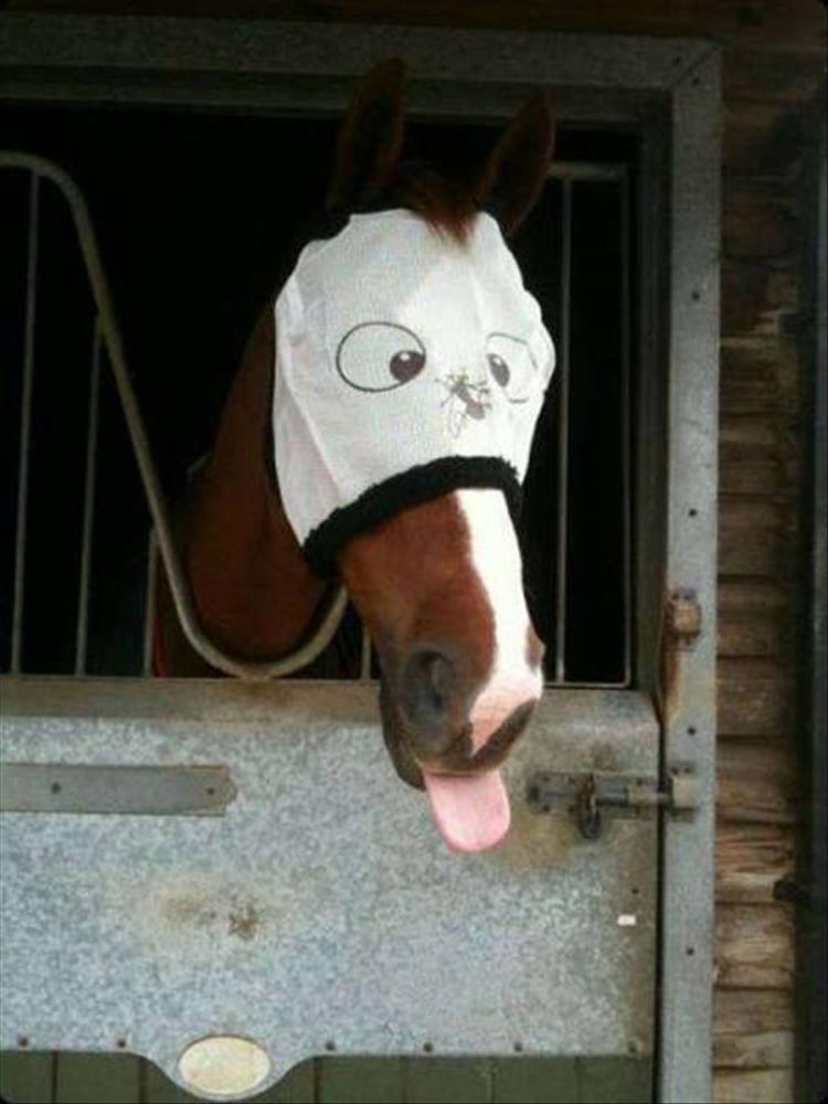 Horse