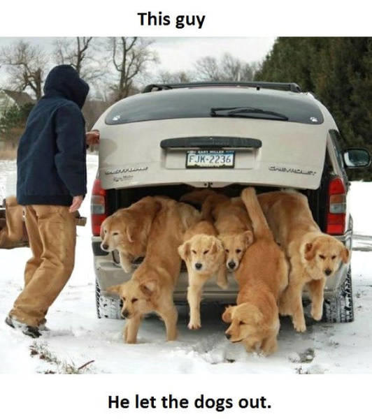 Hunde