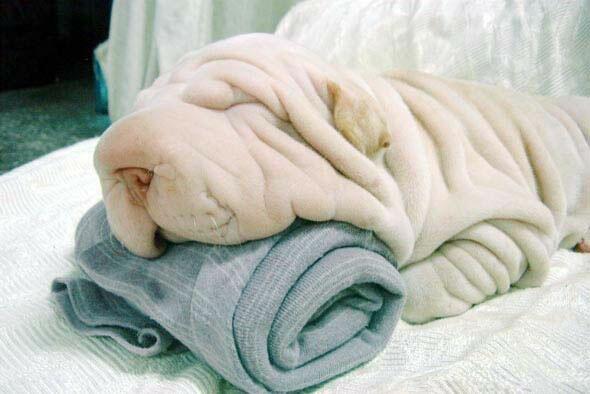 Hundtuch