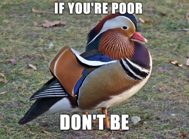 Ifyouarepoor