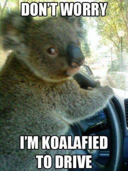 I'm_koalafied