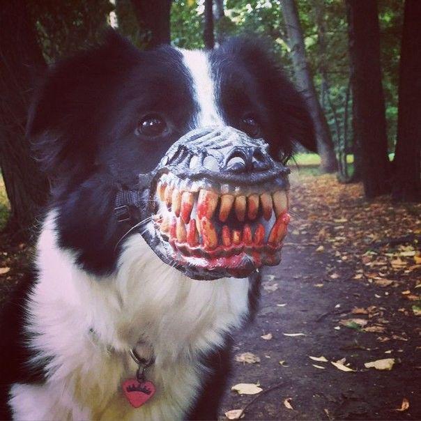 Kampfhund