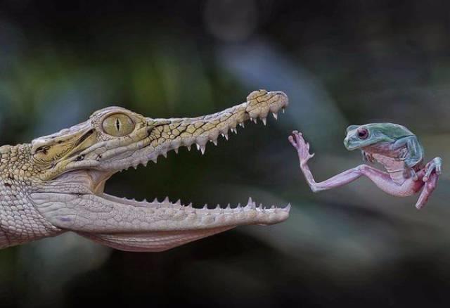 Karate_frosch
