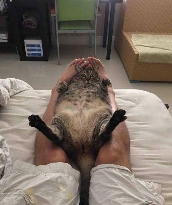 Katze Y