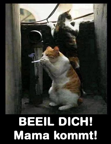 Katzen-Zig
