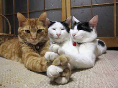 Katzen_eine_fuer_alle