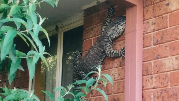 Kleiner Gecko