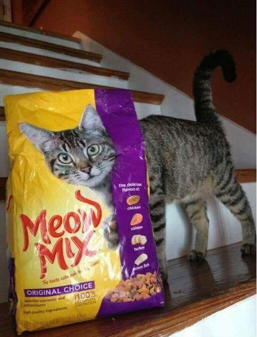 Meow