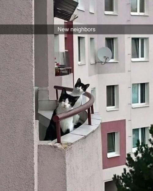 NewNeightbours