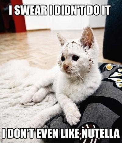 Nutellakatze