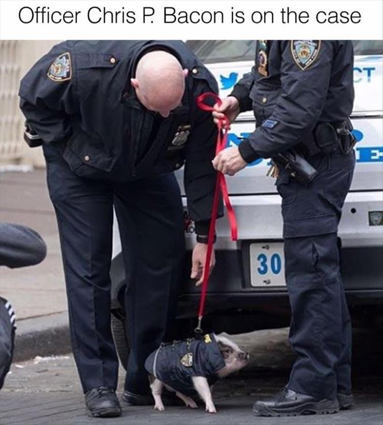 OfficerBacon