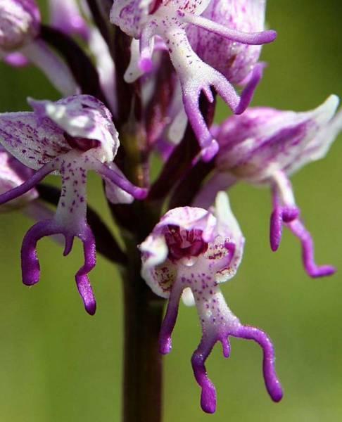 Orchideen