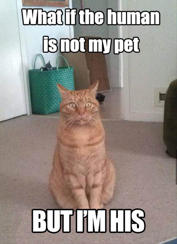 Pet-Cat