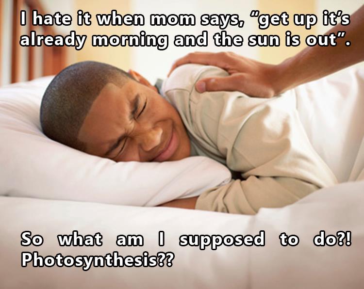 Photosynthese