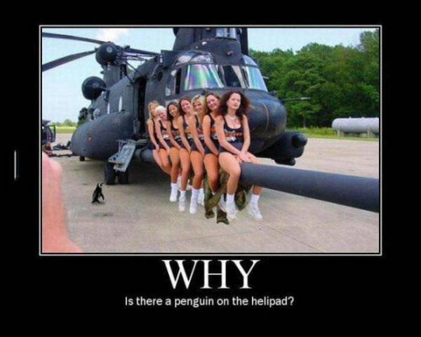 Pinguin