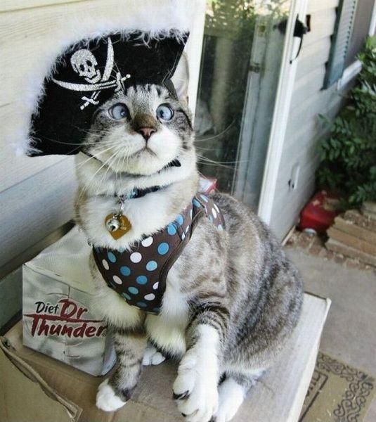 Piratenkatze