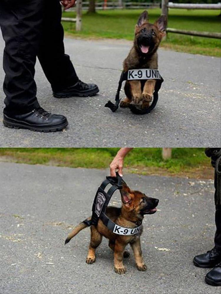 Polizeihund