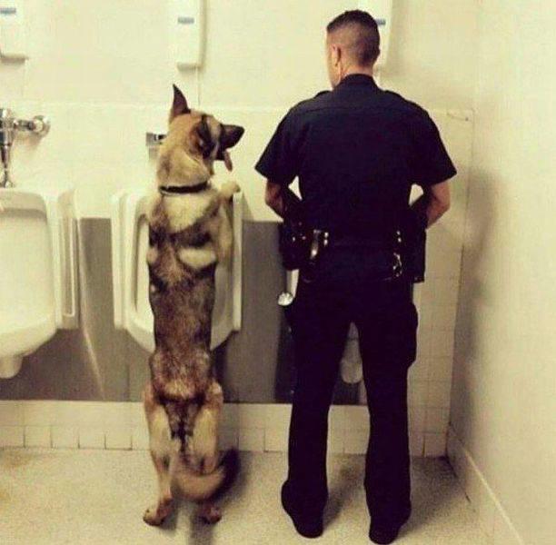 Polizeihund