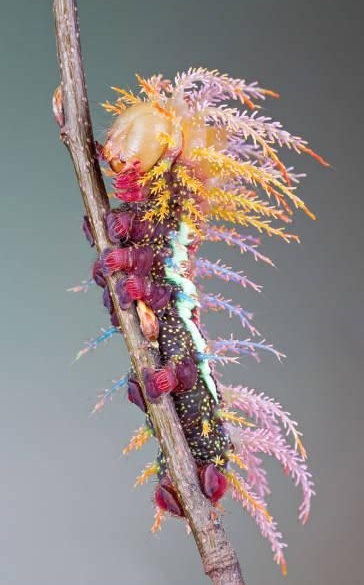 Predatorraupe