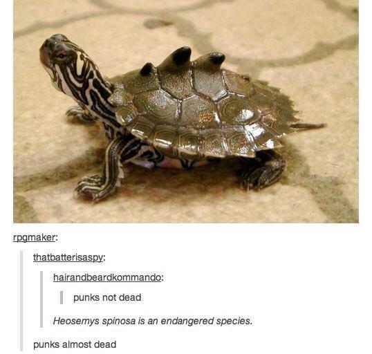 Punkkroete