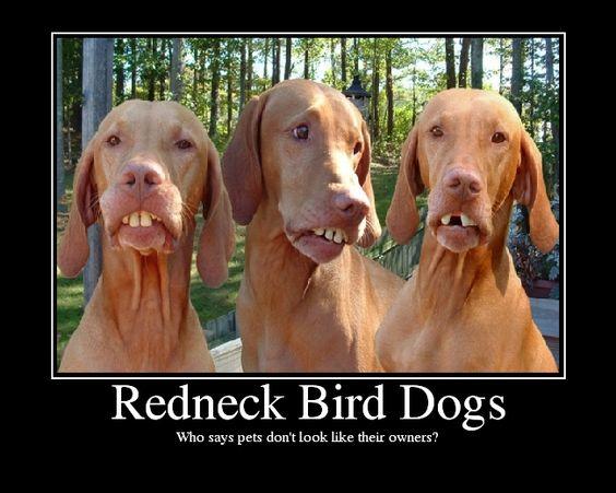 Redneck_bird_dogs