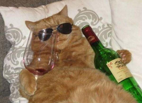 Saufkatze