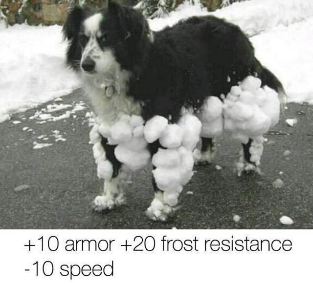 Scheehund